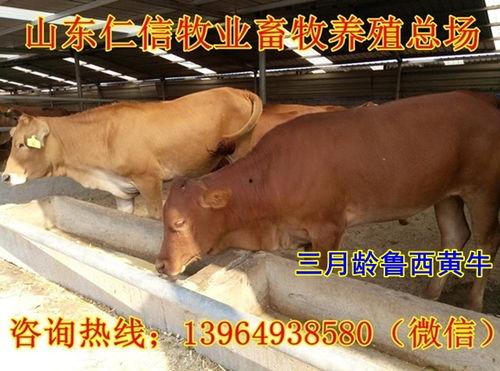 土牛行情最新爆料,最新爆料揭示市场动态与趋势